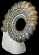 Devonian Ammonite (Anetoceras) - Morocco #63079-1